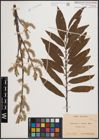 Foto von Salix cinerea L. x Salix viminalis L.